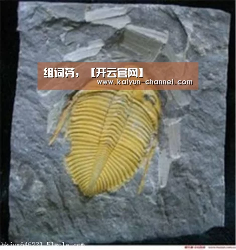组词芬,【开云官网】(图1) 赛事数据